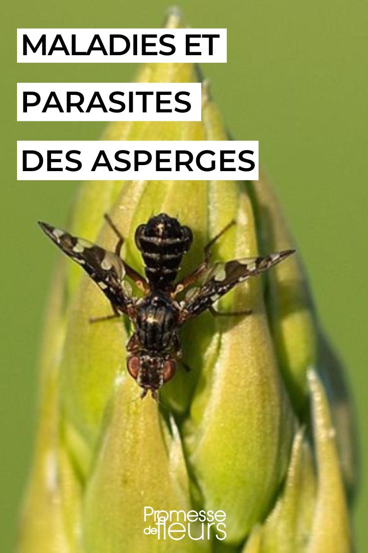 mosca-do-espargo