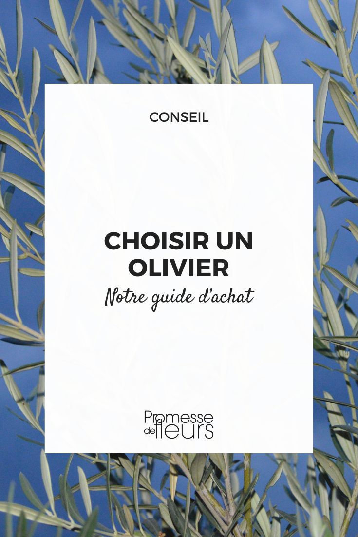 Como escolher uma oliveira?