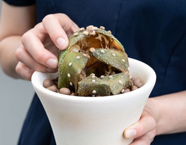 Como cuidar mal dos seus cactos-estrela e plantas suculentas em 6 lições