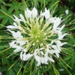 Como semear a flor-aranha?