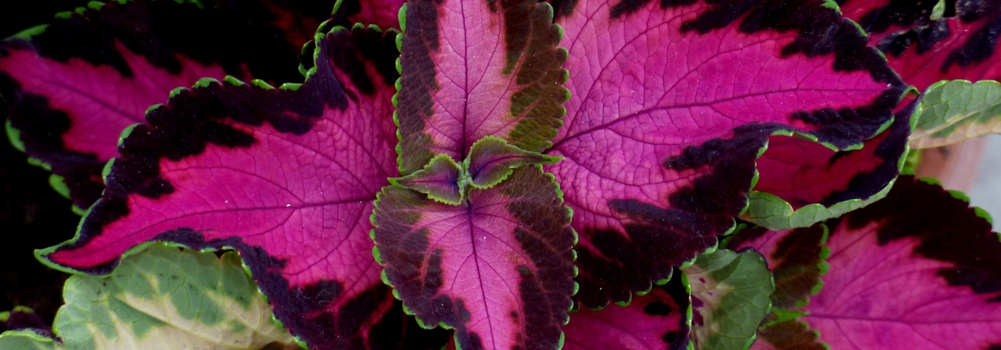 Adote a tendência "Barbiecore" no jardim: cor-de-rosa e mais cor-de-rosa!