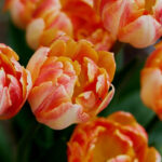 Tulipas: o que fazer quando terminam de florescer?
