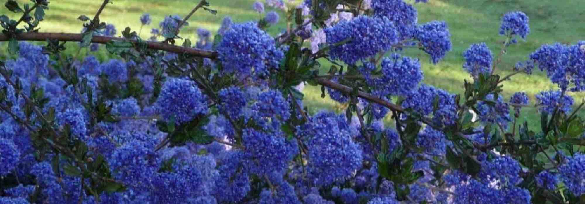7 arbustos de cobertura que florescem na primavera