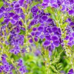 Os nossos 7 melhores arbustos exóticos que florescem na primavera