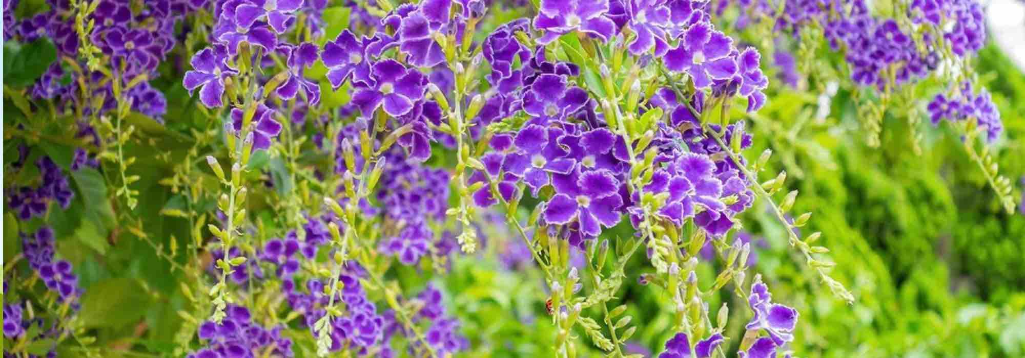Os nossos 7 melhores arbustos exóticos que florescem na primavera