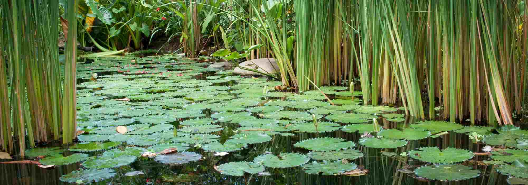 Segredo de um lago perfeito: dominar o equilíbrio da água