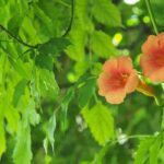 Porque é que a minha bignónia não floresce?