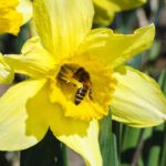 Bolbos de primavera: os polinizadores adoram-nos!