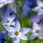 Bolbos de primavera fáceis de naturalizar: deixe a natureza fazer o trabalho!