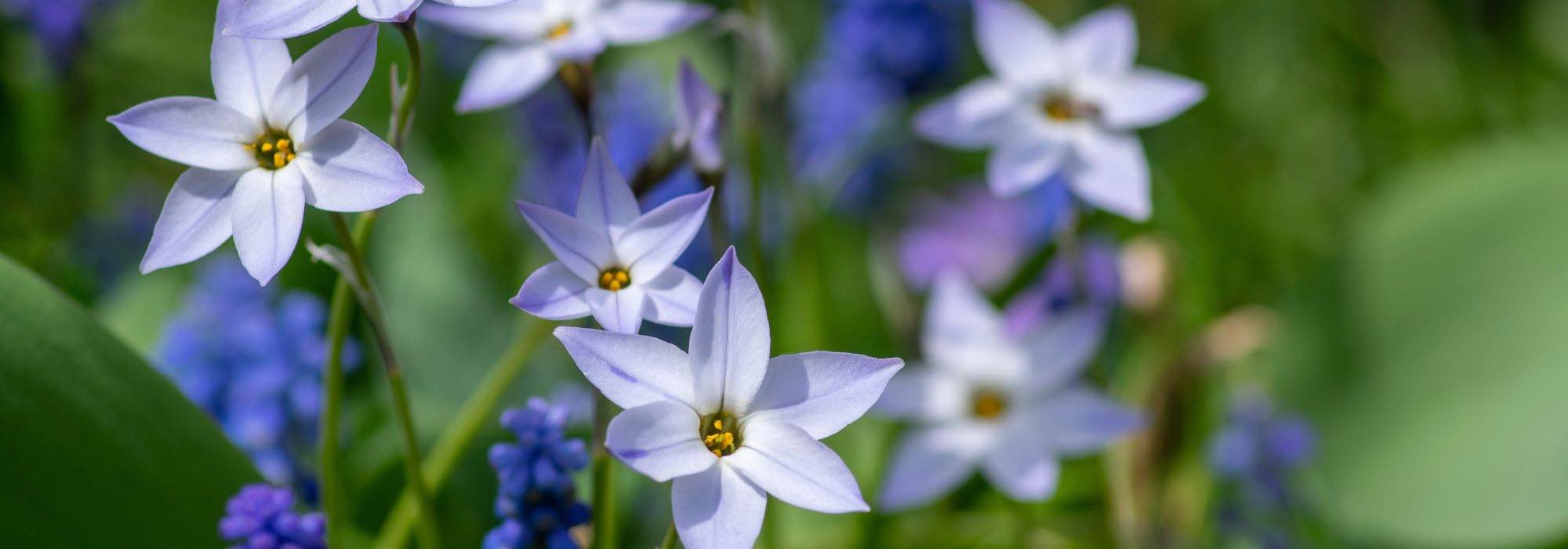 Bolbos de primavera fáceis de naturalizar: deixe a natureza fazer o trabalho!