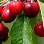 Porque é que a minha cerejeira não dá frutos?