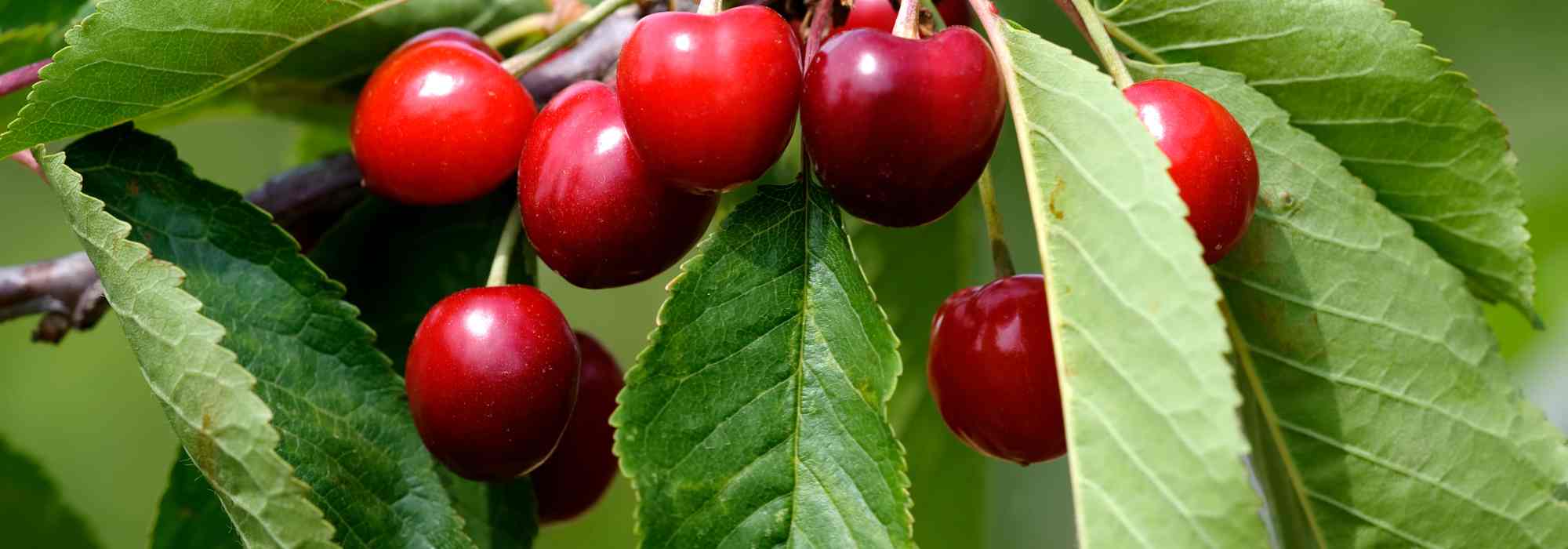 Porque é que a minha cerejeira não dá frutos?