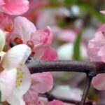Descubra 7 marmeleiros-do-Japão de floração precoce