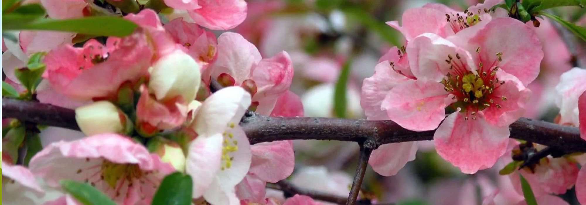 Descubra 7 marmeleiros-do-Japão de floração precoce