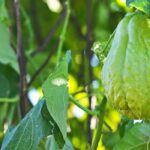 O chuchu: plantar, cuidar e colher