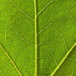 O papel vital da seiva, o verdadeiro «sangue das plantas»