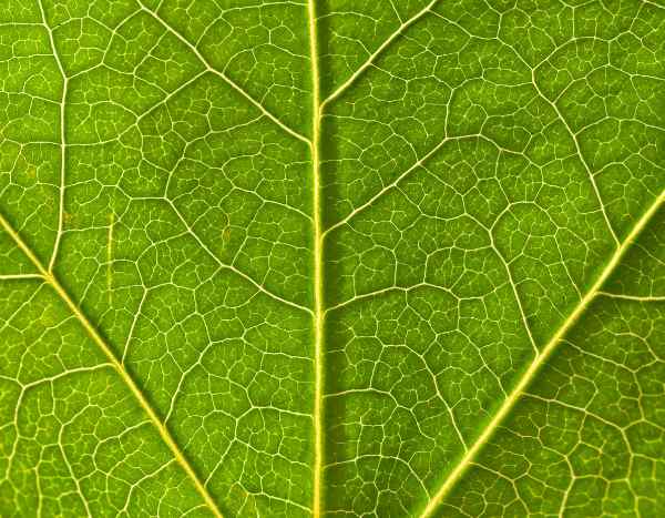 O papel vital da seiva, o verdadeiro «sangue das plantas»