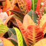 Cultivar o cróton