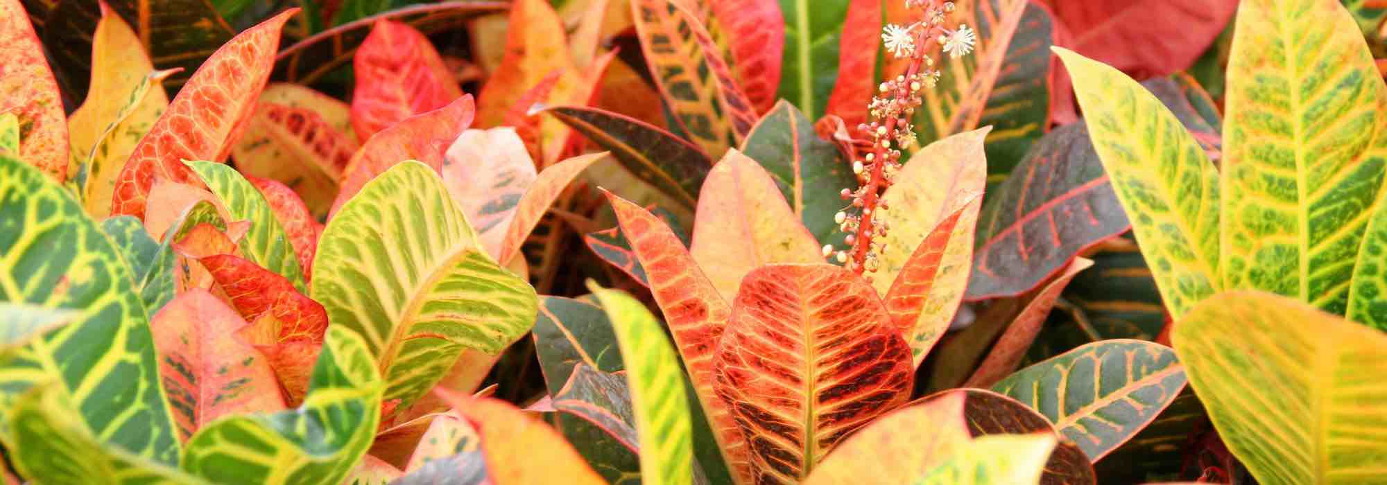 Cultivar o cróton