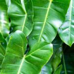 Cultivar filodendros no interior