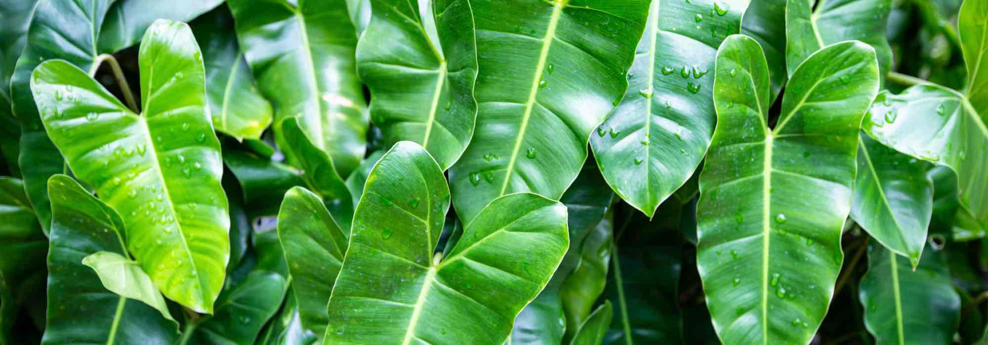 Cultivar filodendros no interior
