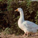 A criação de gansos no jardim: o nosso guia completo
