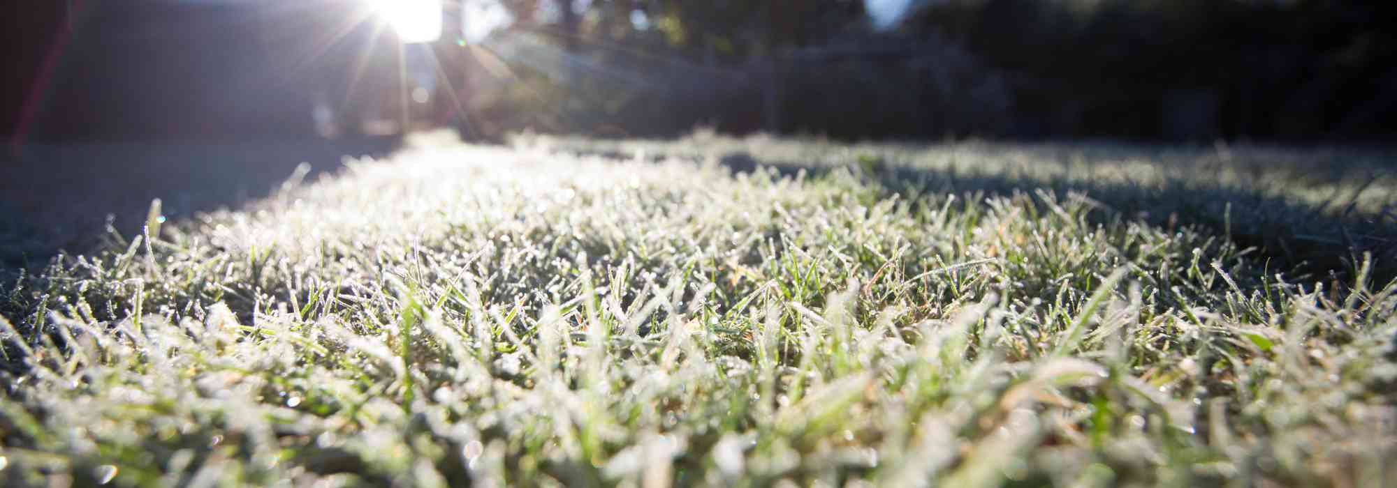 Como cuidar da sua relva no inverno?