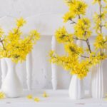 Como forçar ramos de forsítia para obter ramos de flores luminosos e coloridos?