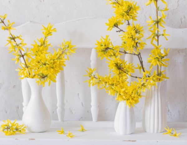 Como forçar ramos de forsítia para obter ramos de flores luminosos e coloridos?