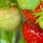 Porque é que os meus morangueiros não dão frutos (ou dão poucos)?