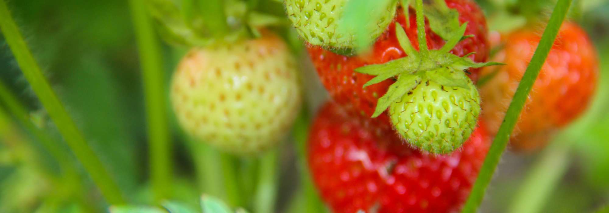 Porque é que os meus morangueiros não dão frutos (ou dão poucos)?