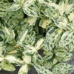 Descubra 7 evónimos com folhagem variegada excecional