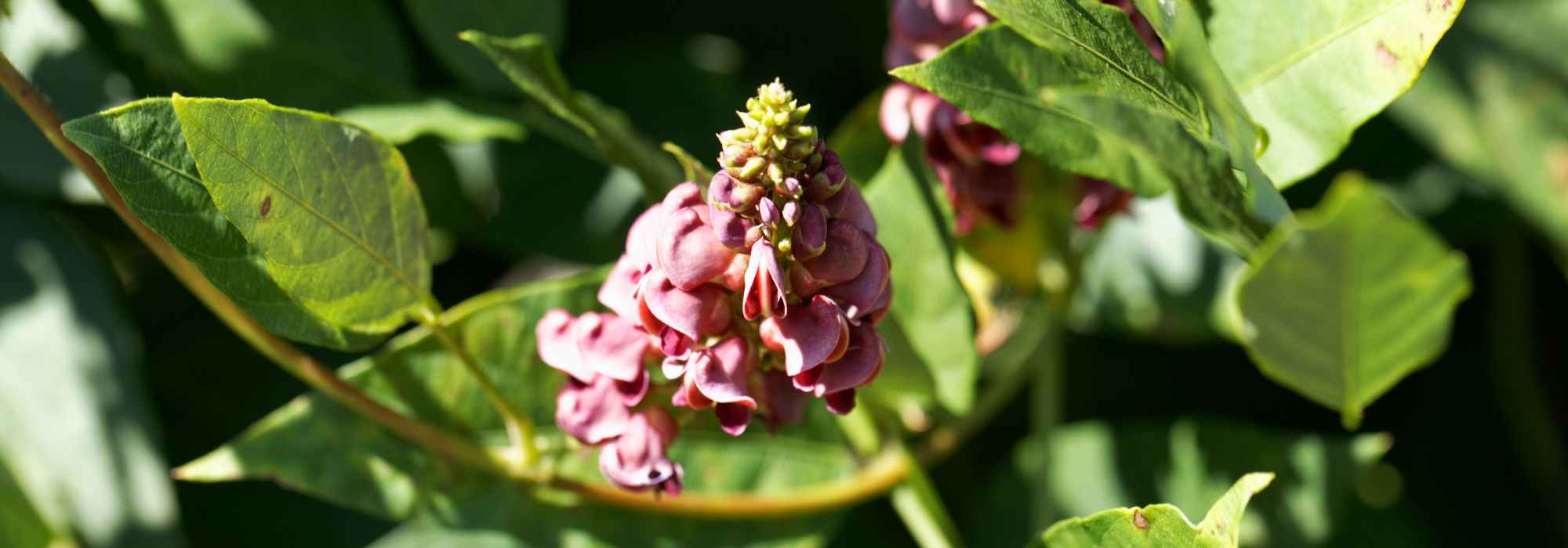 Jacatupé: plantação, manutenção e colheita