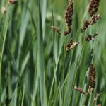 7 gramíneas ornamentais para plantar junto à água