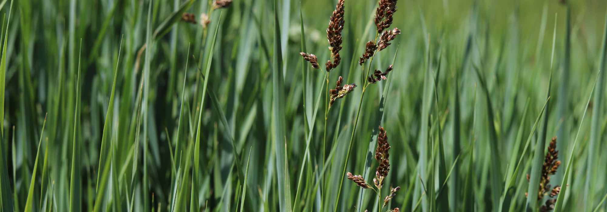 7 gramíneas ornamentais para plantar junto à água