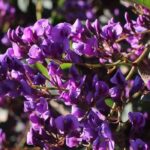 Como cultivar Hardenbergia em vaso?