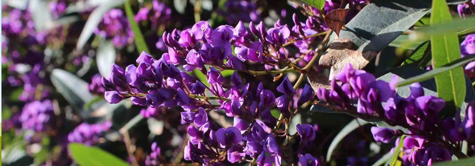 Como cultivar Hardenbergia em vaso?
