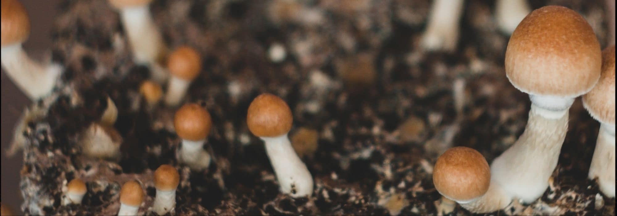 Cultivar cogumelos: é possível e fácil!