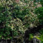 5 arbustos exóticos de floração invernal