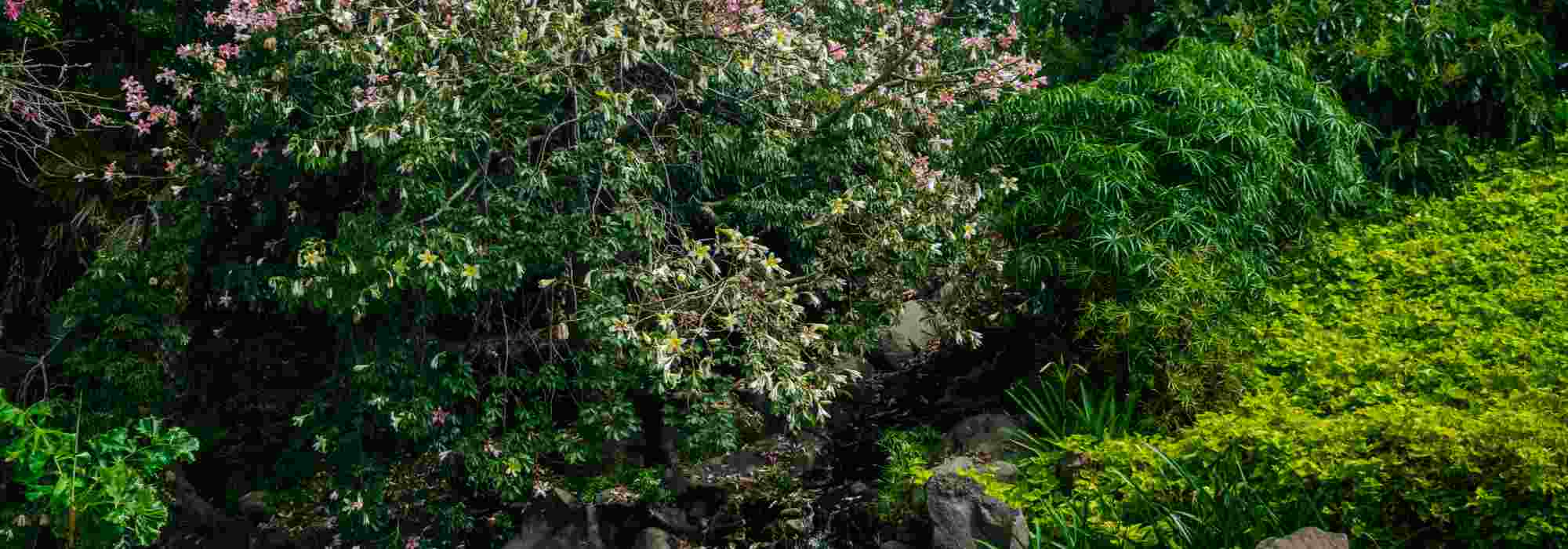 5 arbustos exóticos de floração invernal