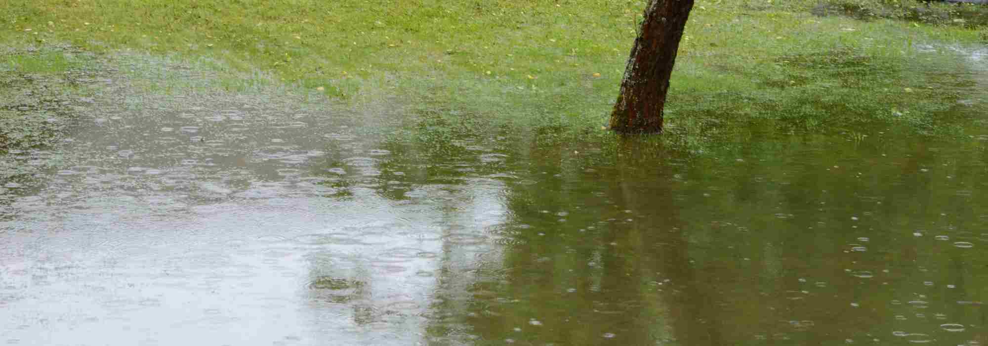 Criar um jardim inundável