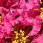 Extremosa, lilás das Índias: 7 variedades com flores cor-de-rosa