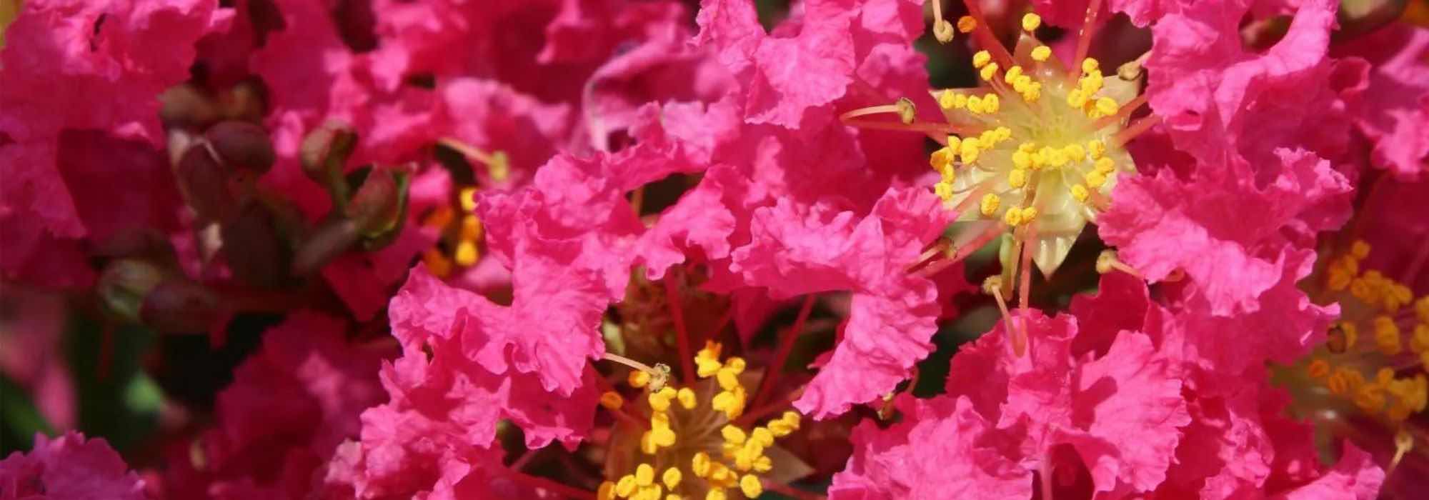 Extremosa, lilás das Índias: 7 variedades com flores cor-de-rosa