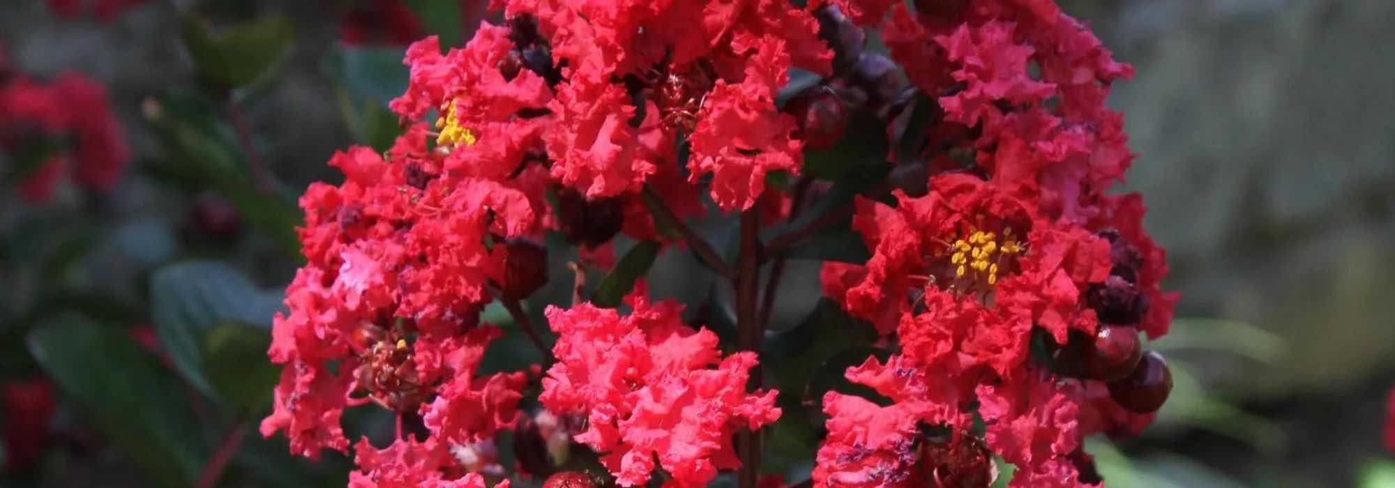7 extremosas de flores vermelhas para um jardim flamboyant
