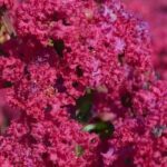Extremosa, Lagerstroemia: 7 variedades rústicas para um jardim florido
