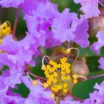 Extremosa, extremosa: 7 magníficas variedades com flores malvas e violetas