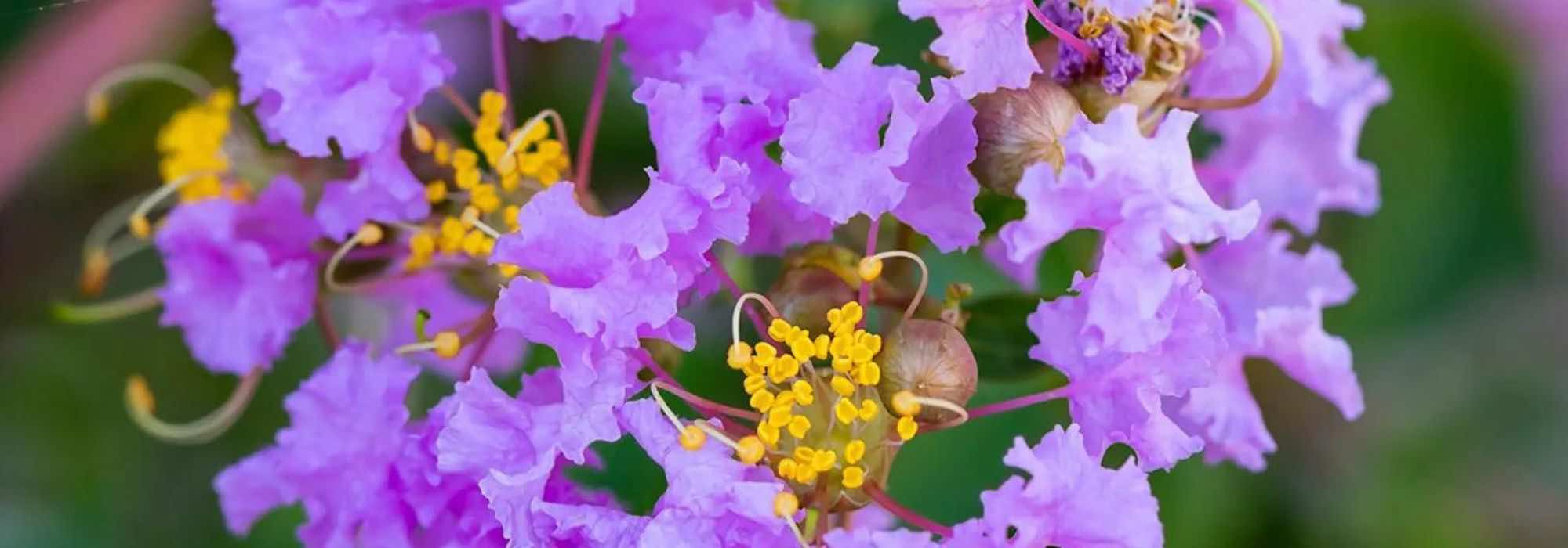 Extremosa, extremosa: 7 magníficas variedades com flores malvas e violetas