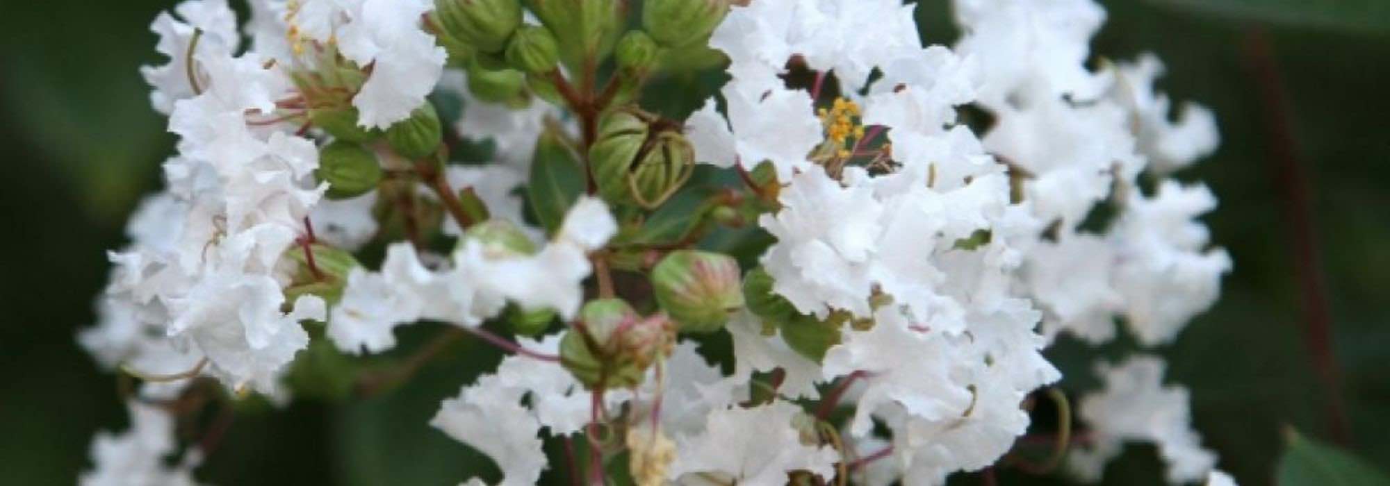 Extremosa, Lagerstroemia: 7 variedades de flores brancas