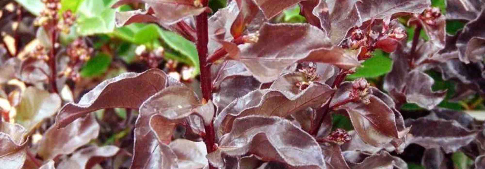Extremosa (Lagerstroemia): 5 variedades de folhagem negra