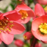 Doenças e pragas do marmeleiro-do-Japão